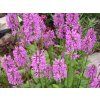 94565 2 cistec lekarsky stachys officinalis
