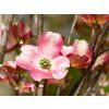 Cornus florida Rubra
