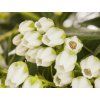 Pieris japonský 'Sarabande' (Balení kontejner p9)