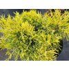 Jalovec Pfitzerův 'Yellow Sapphire' (Balení kontejner p14)