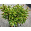 Picea abies 'Ohlendorffii' (3)