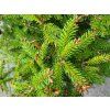 Picea abies 'Ohlendorffii' (1)