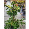 Picea abies 'Acrocona Golden' (1)