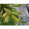 Picea abies 'Acrocona Golden' (3)