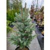 Picea pungens 'Fastigiata SDL2' (1)