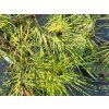 Pinus densiflora 'Golden Ghost' (1)