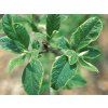 hal�zie variegata