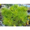 Pinus densiflora 'Pendwick' (1)
