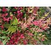 95819 nandina domaci obsessed seika