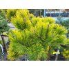 Pinus mugo 'Starkl' (2)