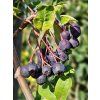 Sorbus Black Ruby (1)