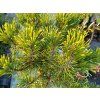 Pinus uncinata 'Orange Sebastian' (3)