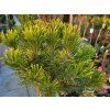 Pinus uncinata 'Orange Sebastian' (2)