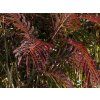 Albizia Summer Chocolate (1)