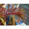 Albizia Summer Chocolate (1)