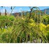 Thuja plicata 'Whipcord'
