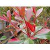 Photinia x fraseri 'Carré Rouge'