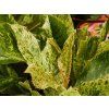 Photinia Pink Crispy (2)