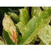 Photinia Pink Crispy (1)