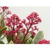 Skimmia japonica Perosa (2)