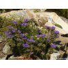 97010 modrousek nizky edraianthus pumilio