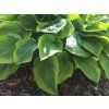 Bohyška 'Fragrant Bouquet' - Hosta 'Fragrant Bouquet' (Balení kontejner C2)
