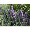 Lavandula Pacific Blue (1)