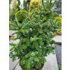 Picea likiangensis var. purpurea (3)