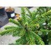 Picea likiangensis var. purpurea (4)