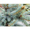 Picea pungens 'Donna's Rainbow' (4)