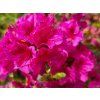 Azalea japonica Salajka