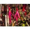 Fuchsia Tricolor (1)
