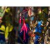 Fuchsia Tricolor (2)