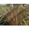 Carex Milchschokolade