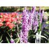 Liriope Money Maker (3)