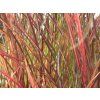 101741 ozdobnice cinska purple fall miscanthus sinensis purple fall
