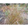 101741 1 ozdobnice cinska purple fall miscanthus sinensis purple fall