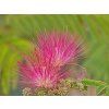 Albizia Ombrella (1)