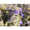 Caryopteris Sunny Blue (2)