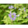 caryopteris clandonensis sunny blue janice