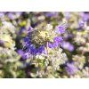 Caryopteris Sunny Blue (1)