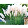 white plume
