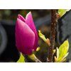 Magnolia Lilac Chilac