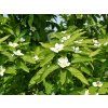 mi�pule obecn�