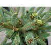 Picea likiangensis var. balfouriana 'Mittenwald H.B.' (1)