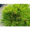 Pinus thunbergii 'Herb Kelly Dwarf' (1)
