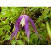 Clematis Blue Surprise