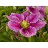 Clematis Piilu (1)