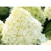 103973 1 cotton cream 1