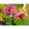 Clerodendron Bungeuv (2)